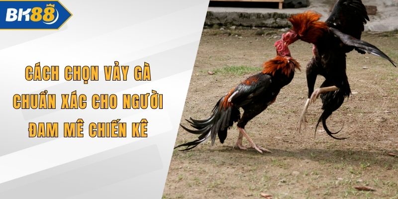 Cách Chọn Vảy Gà Chuẩn Xác Cho Người Đam Mê Chiến Kê