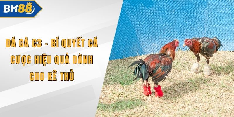 Đá Gà C3 - Bí Quyết Cá Cược Hiệu Quả Dành Cho Kê Thủ