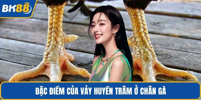 Đặc điểm của vảy huyền trâm ở chân gà