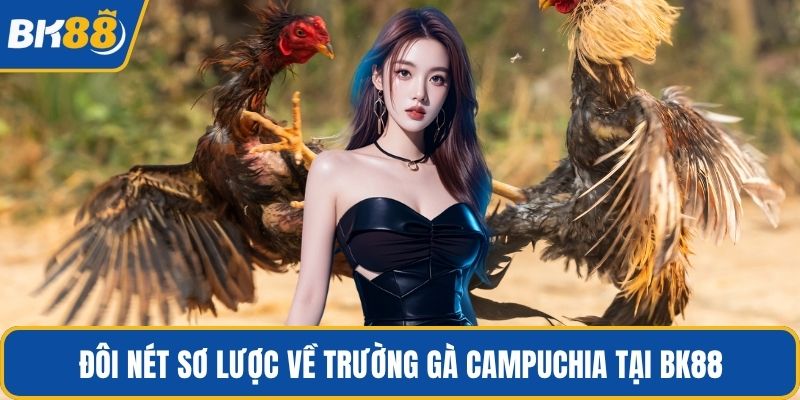 Đôi nét sơ lược về trường gà campuchia tại BK88