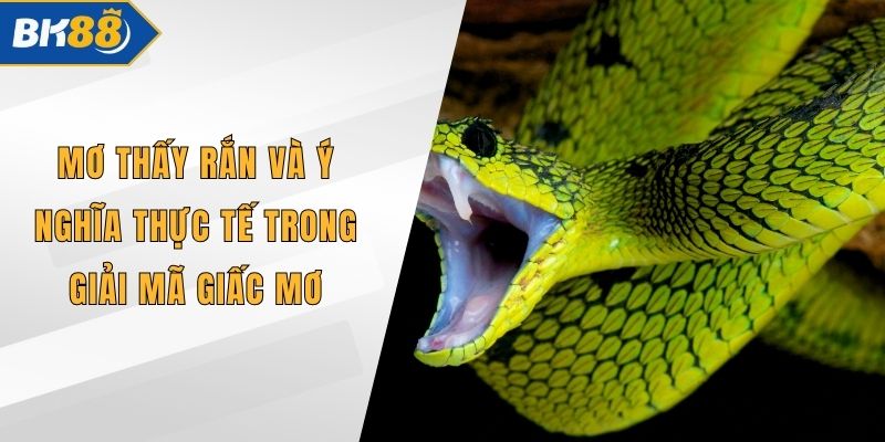 Mơ Thấy Rắn Và Ý Nghĩa Thực Tế Trong Giải Mã Giấc Mơ