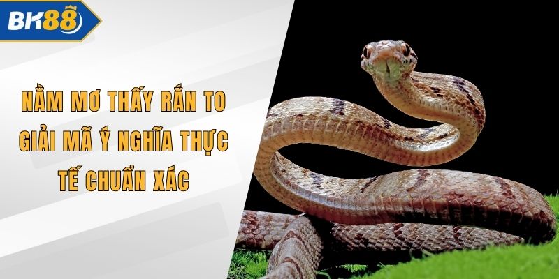 Nằm Mơ Thấy Rắn To Giải Mã Ý Nghĩa Thực Tế Chuẩn Xác