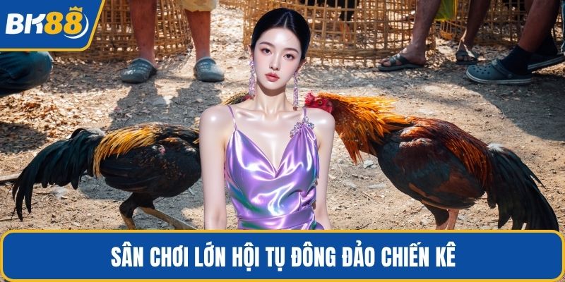Sân chơi lớn hội tụ đông đảo chiến kê