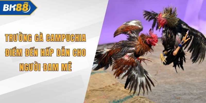 Trường gà Campuchia Điểm Đến Hấp Dẫn Cho Người Đam Mê