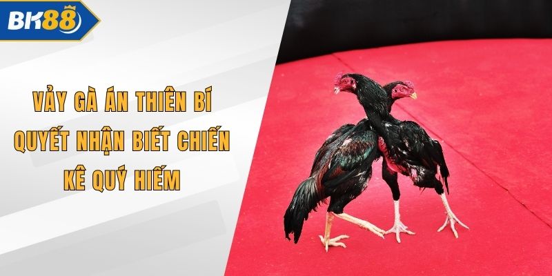 Vảy Gà Án Thiên Bí Quyết Nhận Biết Chiến Kê Quý Hiếm